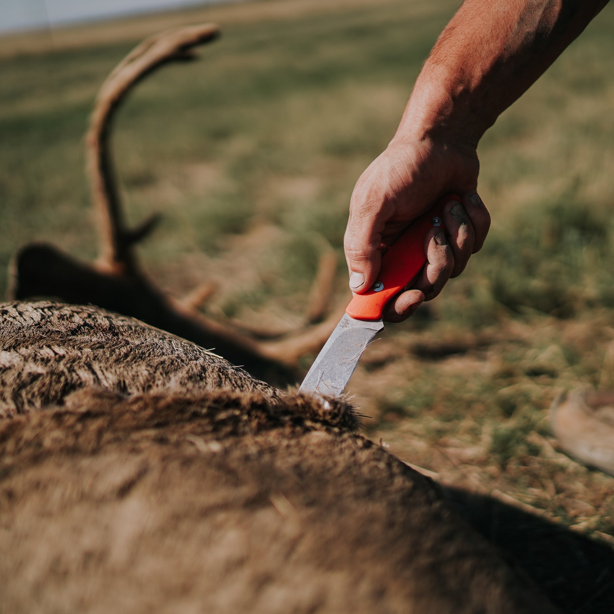 How To Field Dress a Deer