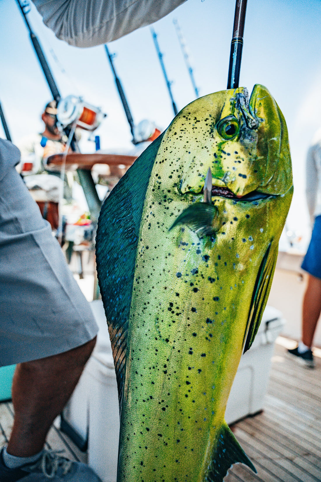 Mahi Mahi on the boat