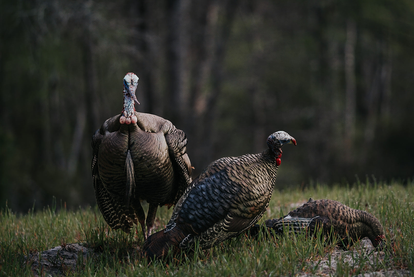 Turkey Season Recap