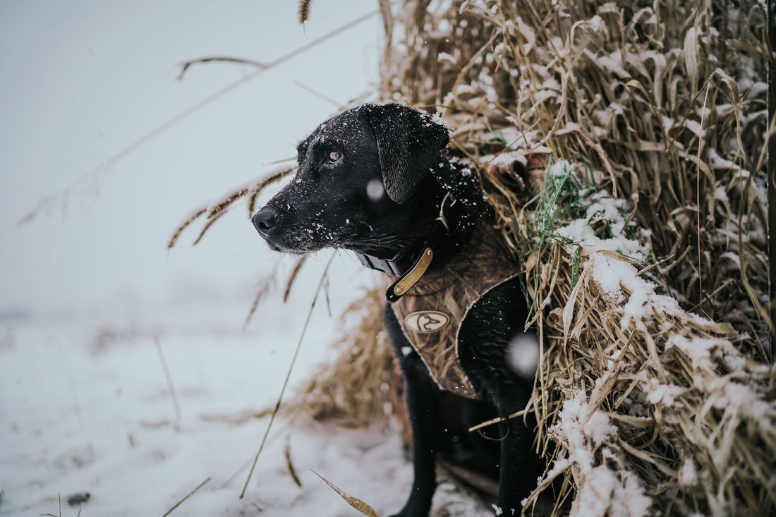 WKC Radio: Snow Day
