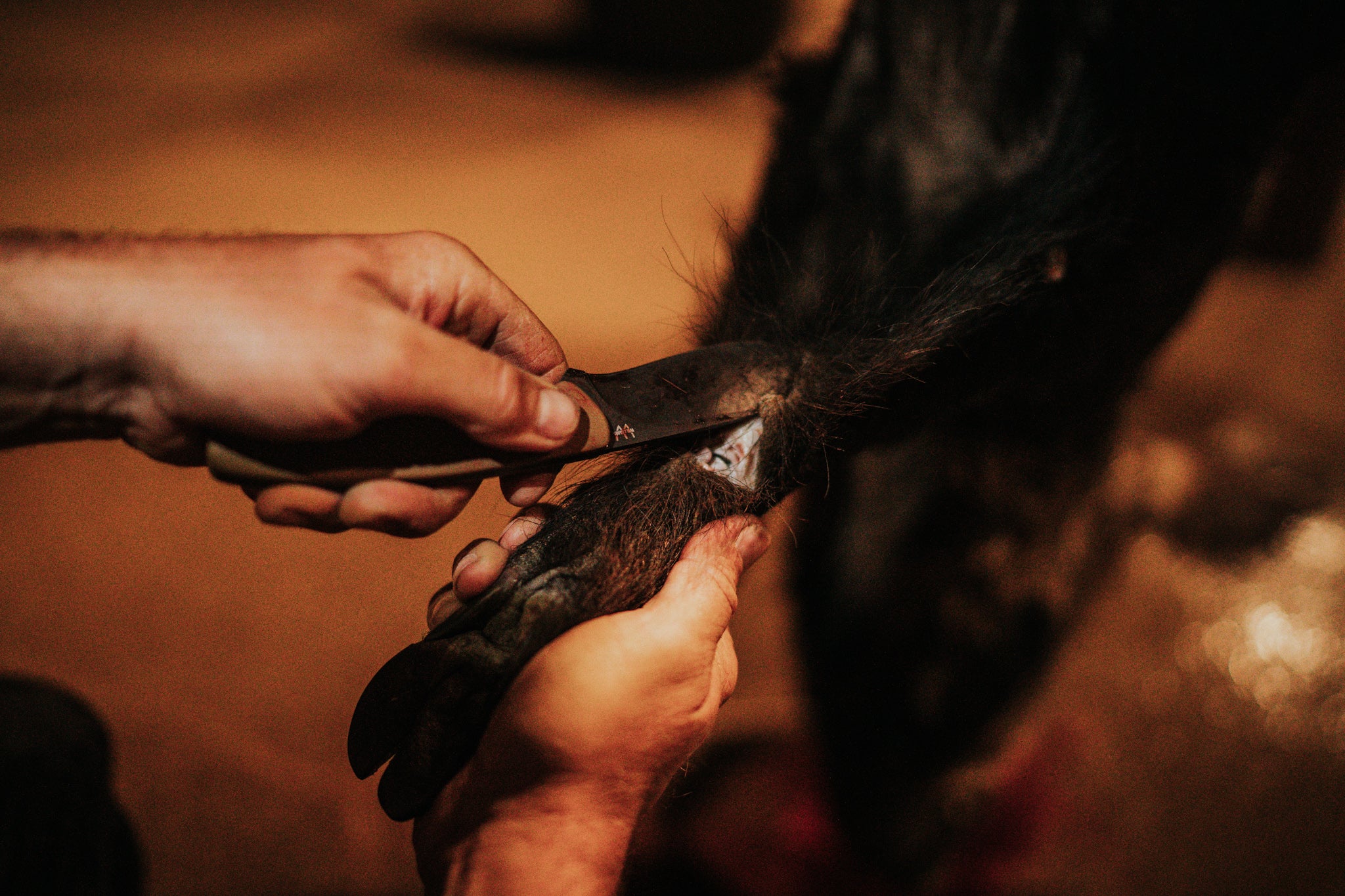 Choosing the Right Hunting Knife