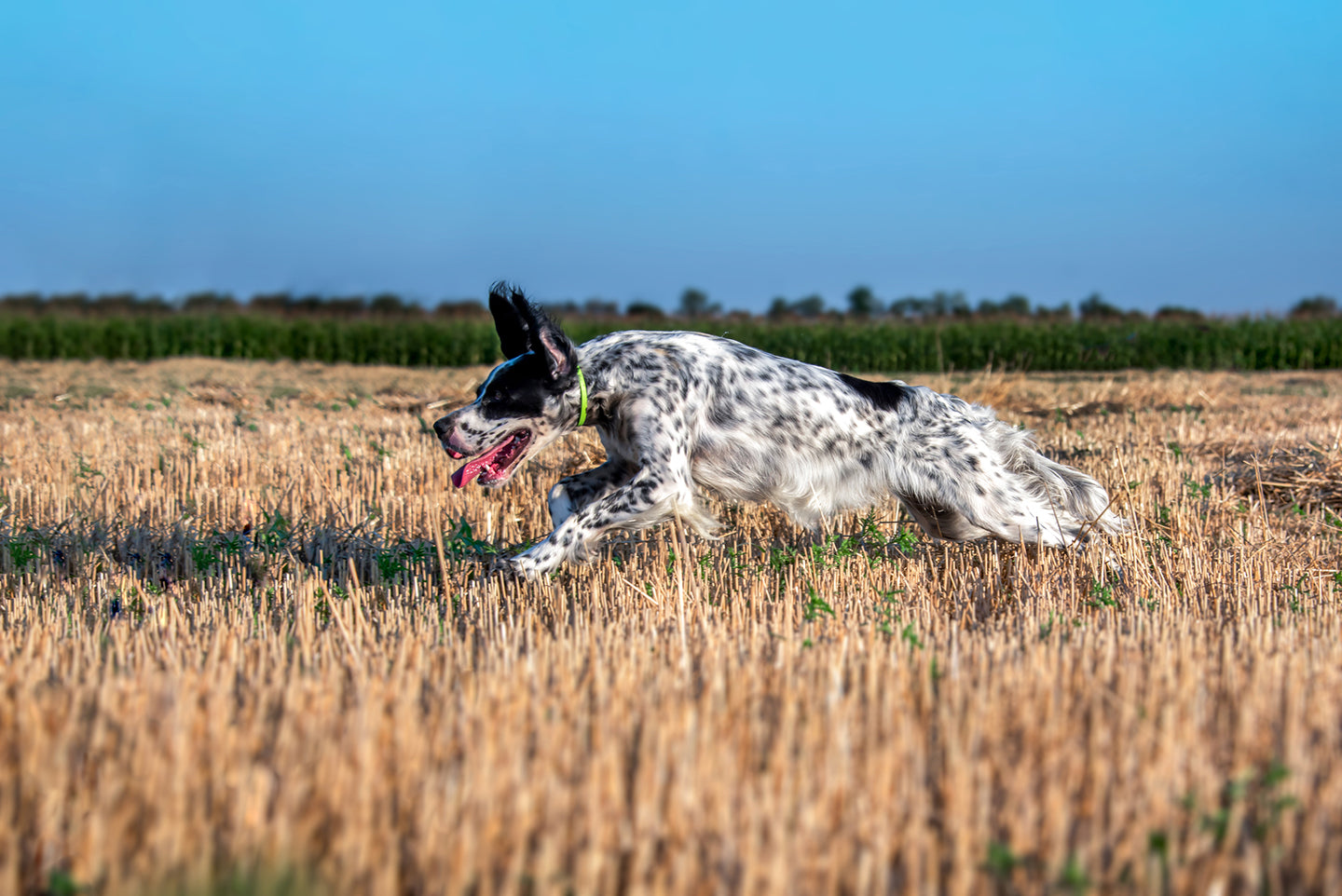 Quail Season: A Beloved Tradition